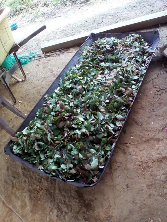 Xingu Camping Site Leticia Luaran gambar