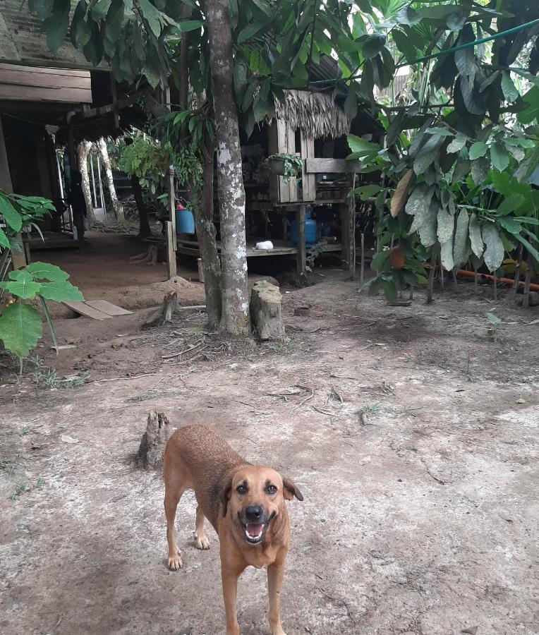 Xingu Camping Site Leticia Luaran gambar